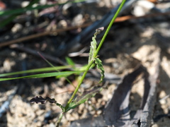 Wahlenbergia stricta stricta