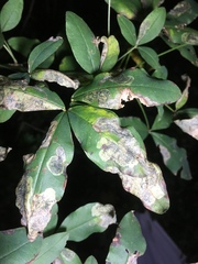 Leucoptera laburnella