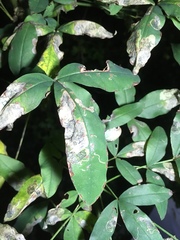 Leucoptera laburnella