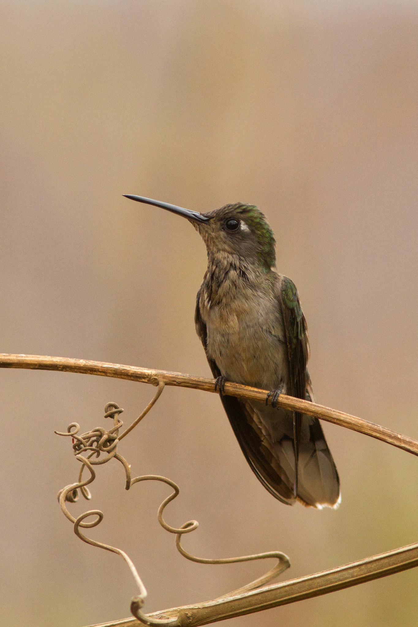 Outcrop Sabrewing illustration