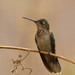 Dry-forest Sabrewing - Photo (c) Wagner Nogueira, some rights reserved (CC BY-NC), uploaded by Wagner Nogueira