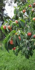 Cornus capitata