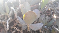 Adromischus sphenophyllus