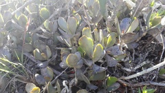 Adromischus sphenophyllus