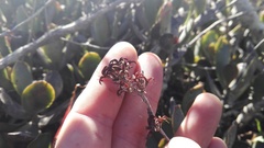 Adromischus sphenophyllus