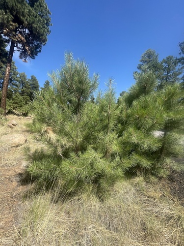 Southwestern Ponderosa Pine