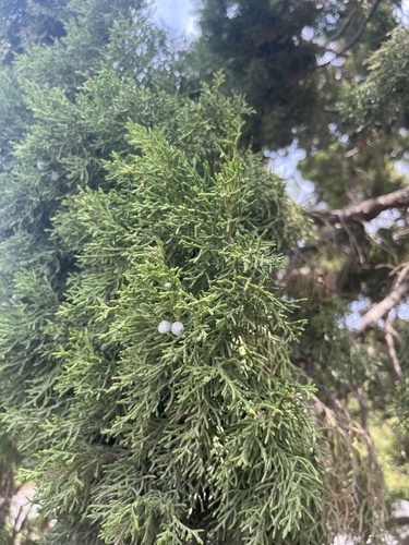 Pashtun juniper (Juniperus seravschanica)