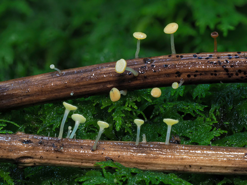 Cyathicula coronata