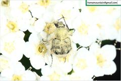 Lasiotrichius succinctus