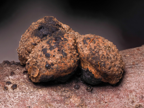 Hypoxylon fraxinophilum