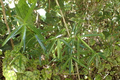 Veronica stenophylla stenophylla
