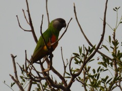 Poicephalus senegalus