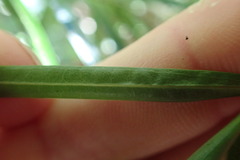 Veronica stenophylla stenophylla
