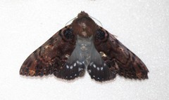 Arcte modesta