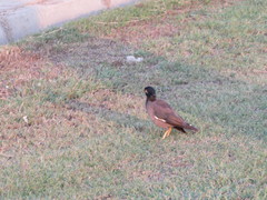 Acridotheres tristis