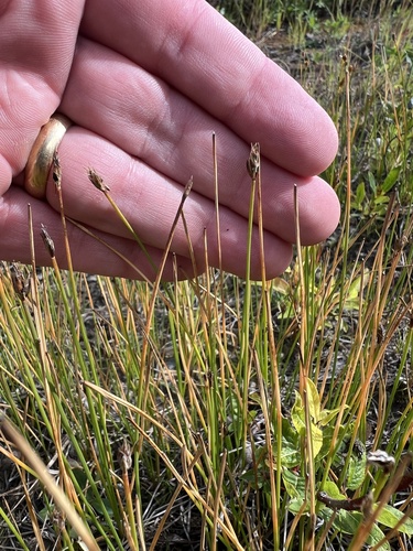 Suksdorf's spikerush (Eleocharis suksdorfiana)