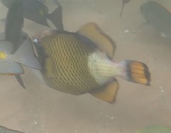 Titan Triggerfish