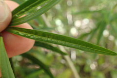 Veronica stenophylla stenophylla