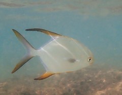 Trachinotus