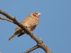 Cut-Throat Finch photo 5