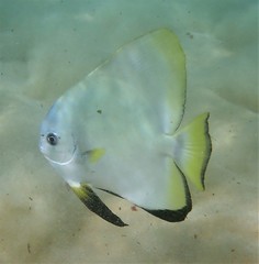 Platax boersii