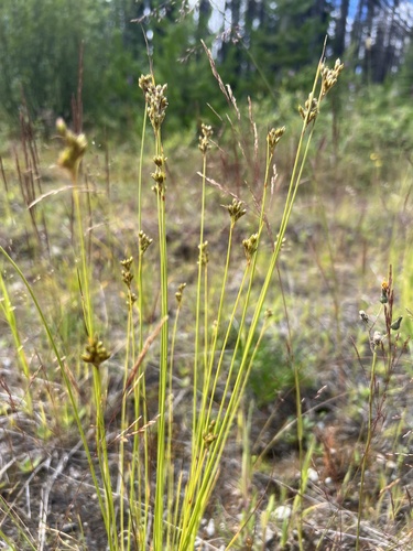 Vasey's rush (Juncus vaseyi)