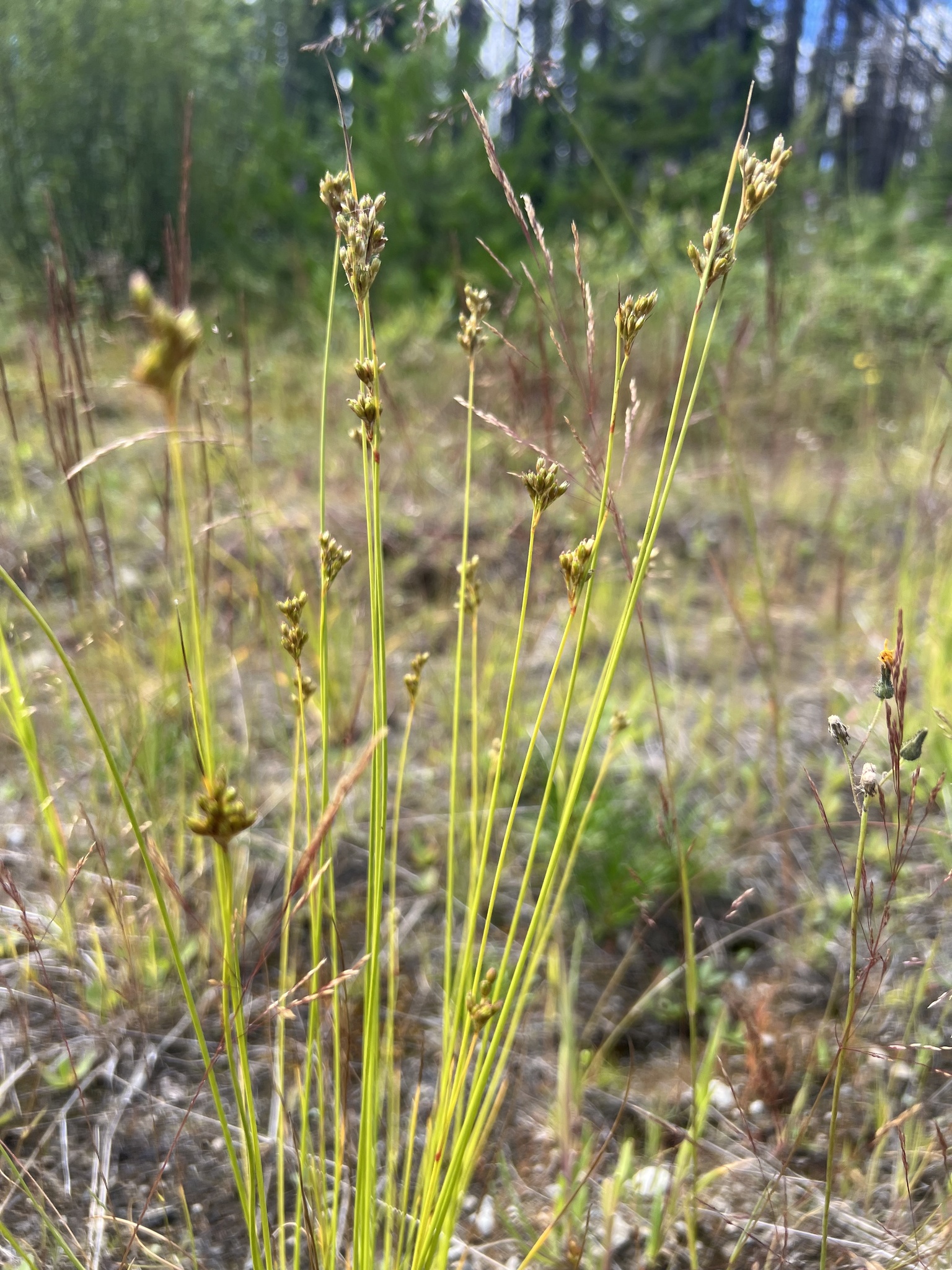Juncus vaseyi