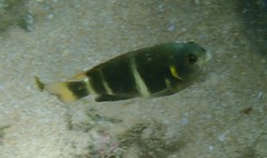 Chrysiptera brownriggii