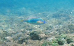 Stethojulis trilineata