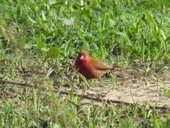 Lagonosticta senegala