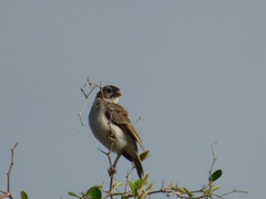 Sporopipes frontalis