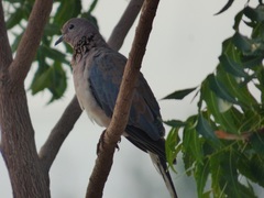 Streptopelia senegalensis