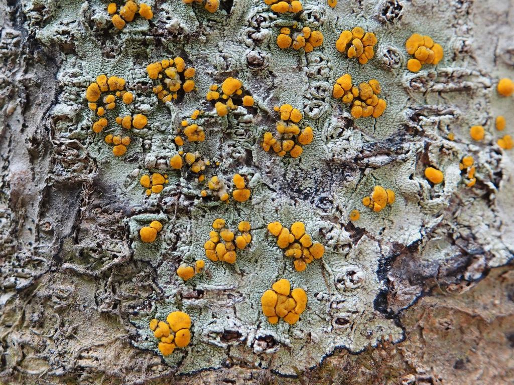Stirtoniella kelica