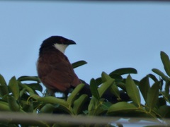 Centropus senegalensis