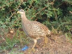 Pternistis bicalcaratus
