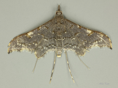 Euthrausta holophaea
