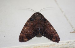 Arcte modesta