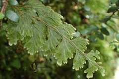 Hymenophyllum frankliniae