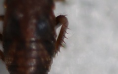 Errhomenus brachypterus