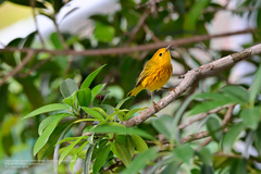 Setophaga petechia rufivertex