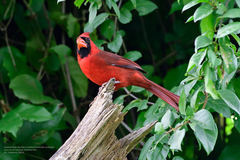Cardinalis cardinalis saturatus