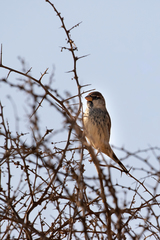 Passer hispaniolensis