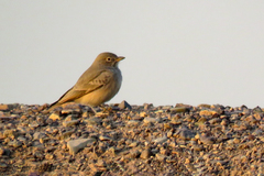 Ammomanes deserti