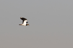 Vanellus vanellus