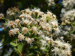 Chromolaena collina