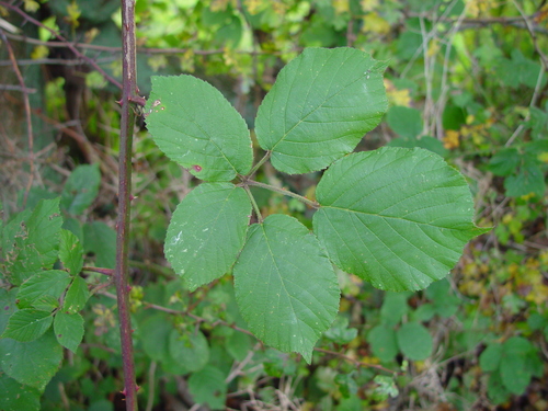 Rob's Bramble (Rubus robiae)