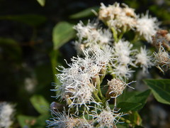 Chromolaena collina