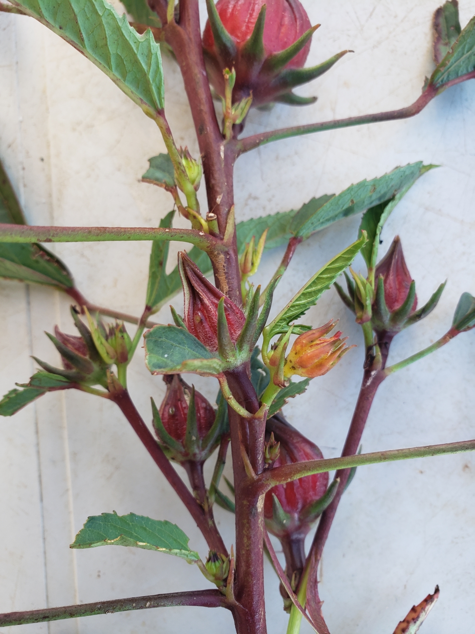 Hibiscus sabdariffa