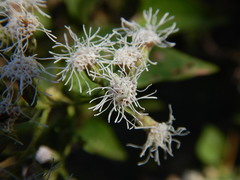 Chromolaena collina