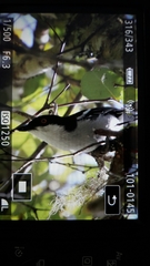 Dryoscopus cubla cubla